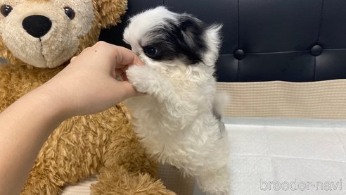 成約済の兵庫県のチワマル:チワワ×マルチーズ-337352の2枚目